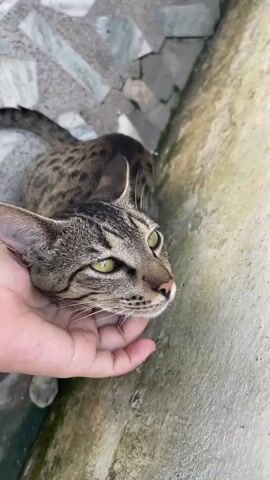 A person's hand pets a tabby cat's head. The cat has green eyes and is looking up at the person. The cat is sitting on a patterned stone floor next to a concrete wall. In the background, a light brown and white dog lies on the floor behind a metal fence. The dog is looking to the side.