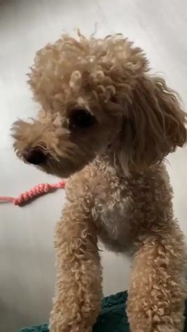 A light brown toy poodle stands on its hind legs, its front paws extended forward. The dog has dark, expressive eyes and a snout with light brown fur. Its body is covered in curly, light brown fur, and it has floppy ears. A red and white braided rope toy lies on the light-colored floor to the left of the dog. The background is a light-colored, possibly linoleum or wood, floor. The lighting suggests an indoor setting, likely during the daytime. The dog appears alert and engaged, possibly looking at someone off-camera or anticipating interaction. The overall mood is one of playful anticipation.