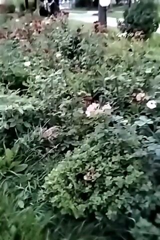The video shows a slow pan across a garden bed filled with green foliage and some flowers. The flowers appear to be roses, with some in shades of pink and white, and others a deep red. There is a tree trunk visible in the background, with a path and lawn behind it. The lighting suggests it is either early morning or late evening.