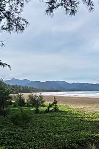 The video presents a scenic view of a beach. In the foreground, there's lush green vegetation, with small shrubs and ground cover. The sandy beach stretches out, meeting the ocean where gentle waves roll in. In the background, a range of mountains forms a picturesque backdrop under a sky with scattered clouds. The top of the frame is partially obscured by pine tree branches. The overall scene appears serene and natural.
