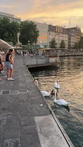 This video shows a waterfront scene in Geneva, Switzerland, likely during the late afternoon or early evening, given the warm, golden light reflecting on the water and buildings. The sky is a soft orange and yellow, suggesting a sunset.

The main subjects are several white swans swimming in the calm water near a paved walkway. A young woman in a dark top and denim shorts stands on the walkway, facing away from the camera and toward the swans, with her left arm raised, possibly gesturing or taking a photo. She is wearing a light-colored purse and white sneakers.

The background features a row of multi-story buildings with a mix of modern and classic architecture. The buildings have many windows, and some appear to be shops or restaurants, as indicated by signage. One prominent sign reads "LOUIS VUITTON." The buildings are lined with trees, and there are people walking along the waterfront promenade in the distance. A railing separates the promenade from the water.

The activity captured is a peaceful moment of nature intersecting with urban life. The swans are gracefully moving in the water, and the woman appears to be enjoying the sight. The overall mood is serene and picturesque, highlighting the beauty of Geneva's lakeside environment. There are no overt signs of distress or excitement. The water is clear and a deep greenish-blue, with gentle ripples. The paving stones on the walkway are large and rectangular.