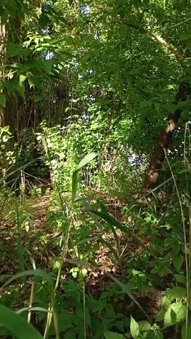 The video shows a first-person perspective of someone walking through a wooded area. The camera is angled downwards and forwards, capturing the ground covered in dry leaves and vegetation, as well as the surrounding trees and foliage. The sun is shining through the leaves, creating dappled light. The path appears to be overgrown and narrow, suggesting it might be a less-traveled trail. The overall impression is one of a natural, uncultivated environment.