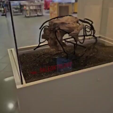 The video shows a fossil displayed in a glass case. The fossil is a light-colored, irregularly shaped object mounted on a black metal frame that outlines a skull shape. The fossil is situated on a bed of dark gravel within a white rectangular display case. The background is blurred, showing a museum or exhibition hall with other displays and people walking in the distance. The text "PALÉONTOLOGIE" is visible in red on the gravel in front of the fossil. The camera slowly pans around the display case.