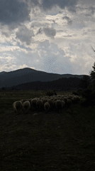 Shepherd herds sheep through Bulgarian countryside near cattle and bears