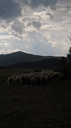 Shepherd herds sheep through Bulgarian countryside near cattle and bears