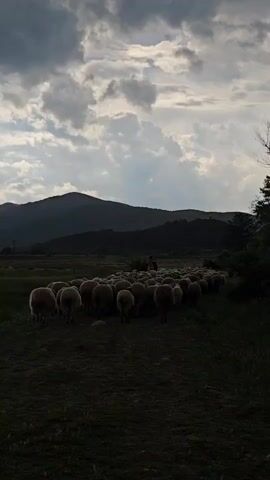 A medium shot shows a herd of sheep walking down a grassy path in a field. The sheep, mostly white, are close together. A person appears to be herding them from behind, though they are distant and unclear. Beyond the field, there are hills or mountains against a sky filled with dramatic, cloudy formations. The lighting is soft, with the scene cast in shadows, particularly in the foreground. Some trees are visible on the right side of the frame.
