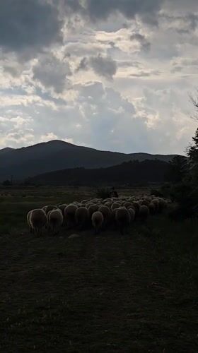 Shepherd herds sheep through Bulgarian countryside near cattle and bears