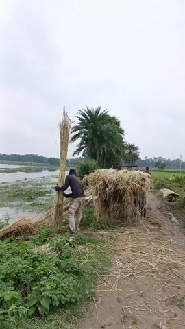 A man in a black shirt and beige pants is collecting bundles of dried grass. He is standing on the edge of a field next to a large pile of dried grass. In the background, there is a body of water, trees, and a cloudy sky. He is seen lifting a bundle of grass and placing it on top of the existing pile.