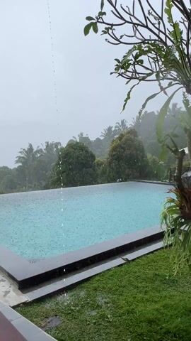 The video depicts a rectangular swimming pool filled with light blue water during a rainstorm. The pool has dark grey or black borders. Surrounding the pool is green grass. In the background, there is a view of dense, lush vegetation, appearing to be a forest or jungle, with a grey, overcast sky above. The camera angle is slightly elevated, and raindrops are visible falling into the pool, creating small ripples on the water's surface. Some branches from a tree or large plant are in the foreground, partially obscuring the view on the right side of the frame.