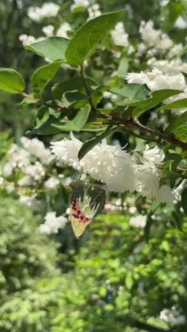 A butterfly is perched on a branch with white flowers. The butterfly has green and pink wings. The background is blurred green foliage and some blue sky.