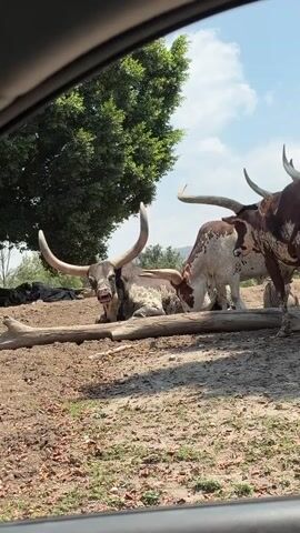 The video shows a group of Ankole-Watusi cattle, also known as the "cattle of kings," in an outdoor environment. One cow is lying down near a log while two others stand nearby. There is a large tree in the background and a few ducks walking around the lying cow. The scene is viewed from inside a car, with the car window visible in the foreground. The setting appears to be a zoo or wildlife park. The day is sunny with a blue sky and white clouds.
