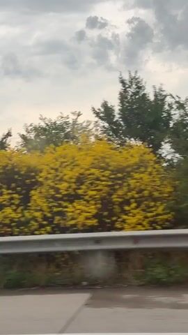 The video shows a view from a moving vehicle, likely a car, looking out a side window. The perspective is horizontal, indicating movement. The foreground shows a road surface with white lines, and a silver metal guardrail. Behind the guardrail, there is vegetation consisting of trees and bushes. Some of the bushes are laden with bright yellow flowers, creating a vibrant contrast with the predominantly green foliage. The sky is overcast with dark, heavy clouds, suggesting impending rain or a storm. A few thin utility poles or power lines are visible in the distance, interspersed with the trees. There are no people visible in the frame. The overall impression is a roadside scene captured during a journey, possibly on a highway, under a dramatic sky.