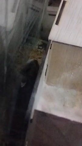 A dark-colored small animal with a light-colored marking on its face is visible in a shallow enclosure filled with wood shavings. The animal appears to be a hamster or a similar rodent. It is nestled amongst the bedding, and its head is partially visible as it moves. The enclosure has wooden walls and a transparent side, possibly made of glass or acrylic, allowing the viewer to see inside. In the background, a light-colored structure, possibly part of a larger enclosure or a toy, is also visible. The lighting is dim, and the focus is on the animal.