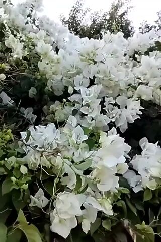 The video shows a close-up, eye-level shot of a bush covered in white bougainvillea flowers. The flowers are delicate and appear to be slightly translucent, with some showing hints of pale green. The background is blurred, but suggests more foliage and possibly a tree. The lighting is natural and appears to be daytime, with some dappled sunlight visible. The camera remains mostly stationary, with slight subtle movements and zooms in and out that create a gentle, flowing effect. There are no people or other objects visible in the frame. The overall impression is one of natural beauty and tranquility.