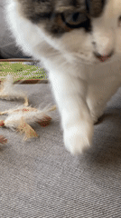 Quiet domestic afternoon captured in Bílina home with cat