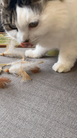 Quiet domestic afternoon captured in Bílina home with cat