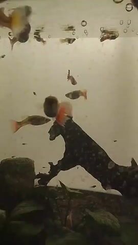 The video shows a school of guppies swimming in an aquarium. The guppies are of various colors, including red, orange, and gray. Some of the guppies are small, while others are larger. The aquarium contains a piece of driftwood and some plants. There are also some bubbles in the water, indicating that the aquarium is aerated. The video appears to be shot from a side angle, and the lighting is dim. The guppies are swimming in a natural and active manner.