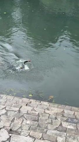 A person swims in a body of water adjacent to a stone staircase. The water surface is rippled, and there are scattered leaves and debris in the water. The swimmer wears a light-colored cap and dark clothing. The stone staircase is made of irregularly shaped blocks, with some vegetation growing near the water's edge. The overall environment appears to be a park or natural area.
