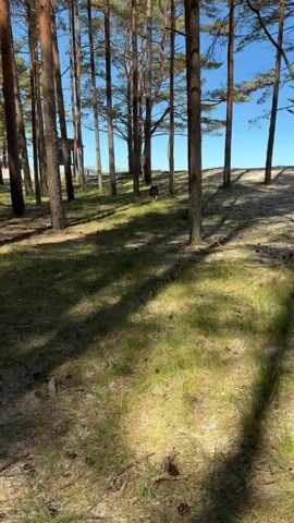 A brown dog trots towards the camera through a pine forest on a sunny day. The forest floor is covered in grass, pine needles, and cones.  The sky is clear and blue, visible through the trees. The dog stops briefly then continues past the camera.  In the background, a structure can be seen between the trees.