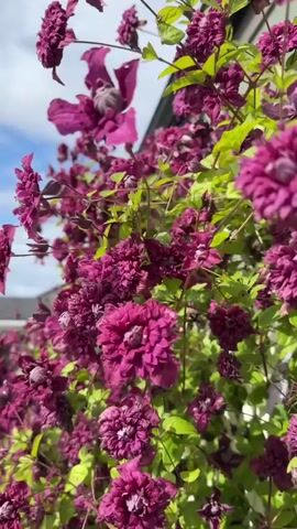 A slow-motion video displays a close-up view of dark pink flowers against a blue sky with white clouds. The flowers are clustered on a vine, with some petals appearing ruffled. In the background, a small, light-colored house with a dark roof is visible. The house has a porch with white railings and is surrounded by a green lawn and various plants, including some evergreen shrubs and trees. The video pans slightly to the left, revealing more of the house and the garden setting.