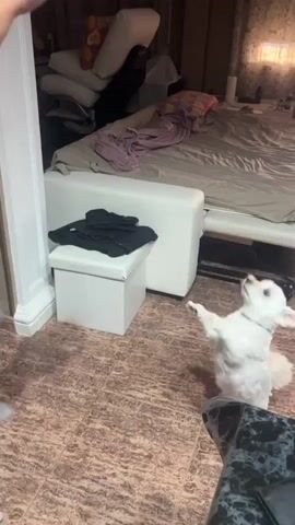 In a dimly lit room with tiled flooring, a small white dog with fluffy fur is energetically playing. The dog is standing on its hind legs, with its front paws reaching upwards, seemingly interacting with someone or something just out of frame. Its tail is wagging, and its ears are perked up, indicating an excited and playful mood.

Behind the dog, a white ottoman with black clothing on top sits next to a white sofa or bed. The bed is covered with a beige duvet and several pillows, some of which have colorful patterns. The background reveals a wall with textured wallpaper and a lamp, suggesting it's likely indoors and possibly a bedroom or living area.

A hand enters the frame from the top left at 00:04, reaching downwards, which the dog appears to be reacting to. The lighting suggests it could be daytime, but the indoor setting and limited visibility make it difficult to determine the exact time or weather conditions. The overall scene conveys a playful and lighthearted moment between a person and their pet.
