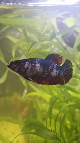 A medium shot video shows a betta fish swimming in an aquarium with aquatic plants. The fish has a colorful body with shades of blue, white, red, and black. The camera follows the fish as it moves from left to right. The water appears slightly murky.