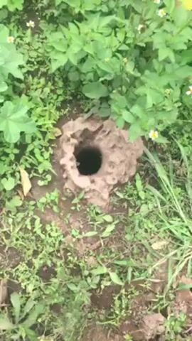The video shows several holes dug into a patch of dirt. The dirt is surrounded by green plants. One of the holes has a mound built up around it. The video is shot from a high angle. A foot wearing a sandal is briefly visible at the bottom of the frame.