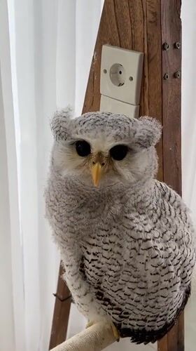 Juvenile owl up close on a perch in Kuta Selatan