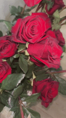 Young man with roses documented in Bulgarian home setting