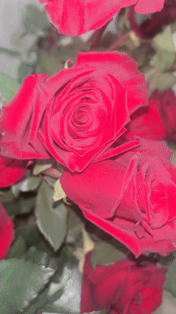 Young man with roses documented in Bulgarian home setting