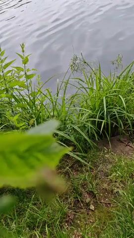 The video shows a body of water with lush green grass and vegetation growing along its edge. In the background, there are trees and a hint of buildings and a hill. The camera pans slowly across the scene, offering a view of the shoreline and the water. The footage appears to be captured on a cloudy day, with the light reflecting off the water's surface. There are no people or animals visible in the video. The scene is peaceful and natural, with the sounds of nature likely present, though not captured by the video.