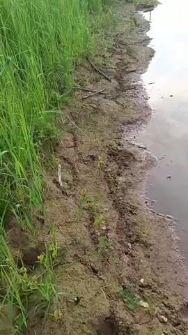 The video shows a view of a body of water and its muddy shoreline. Tall green grass is visible on the left side of the frame. The water is murky, and a circular disturbance, likely caused by something beneath the surface, is present in the middle of the frame. The shoreline appears cracked and dry in places. The sky is overcast.