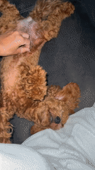 Lazy morning in Marum with a very good poodle puppy