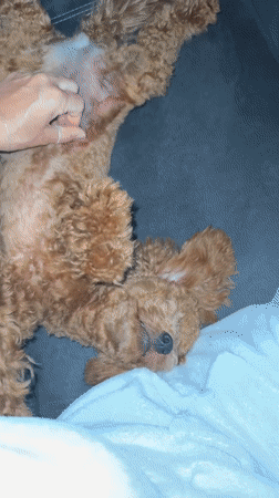 Lazy morning in Marum with a very good poodle puppy