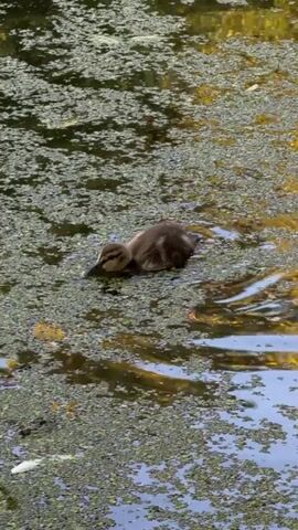 The video shows a close-up of a pond covered in a thick layer of green algae. Two ducklings are swimming in the murky water. One duckling is in the foreground on the left, facing left. The other duckling is to its right and slightly further back, facing left. The ducklings are small and fluffy, with brown and black markings. The water is dark and reflects the surrounding foliage, which is out of focus in the background. The overall scene is peaceful and natural.