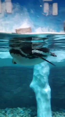 A penguin swims underwater in a tank. The penguin is mostly submerged, with its back and wings visible above the surface. The water is clear and blue, and the bottom of the tank is covered in pebbles. In the background, there is a rock formation and a painted backdrop of ice and sky.