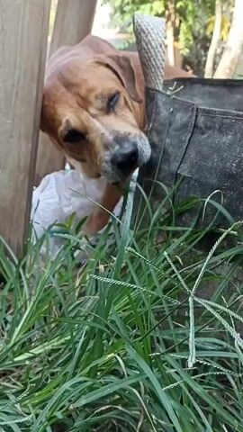 A brown dog is leaning against a wooden post. The dog's head is tilted downwards, and its eyes are partially closed. It appears to be resting or sleeping. The dog is partially obscured by green grass and a black fabric bag. The background is blurred and suggests an outdoor environment with some foliage and sunlight.