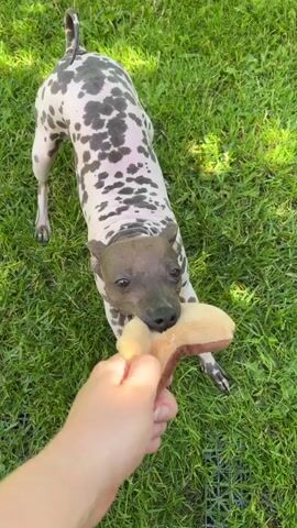 A hairless dog with black spots on its skin plays tug-of-war with a person's hand holding a dog toy outdoors. The dog is on green grass, with trees and a building visible in the background. The dog jumps and pulls on the toy, with its body contorting as it plays. The person's hand is holding the toy by one end, and the dog is biting the other end. The dog appears to be a puppy, and its tail is curled up. The sun is shining, casting shadows on the grass.
