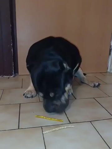 The video shows a black and tan dog with a large head and muscular build, likely a Rottweiler mix, on a tiled floor. The dog is in a crouched position, sniffing at two dog treats on the floor in front of it. One treat is yellow and cylindrical, and the other is lighter in color and appears to be braided. The background consists of a plain wall and a doorway. The lighting is moderate, and the camera angle is from a slightly elevated position looking down at the dog.