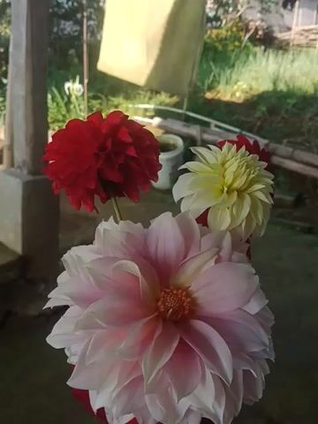 The video shows a close-up of a bouquet of dahlia flowers, consisting of one large pink and white flower, one yellow flower, and two red flowers. The flowers are arranged in front of a blurry background of greenery and a wooden structure. The camera is slightly angled downwards towards the flowers.
