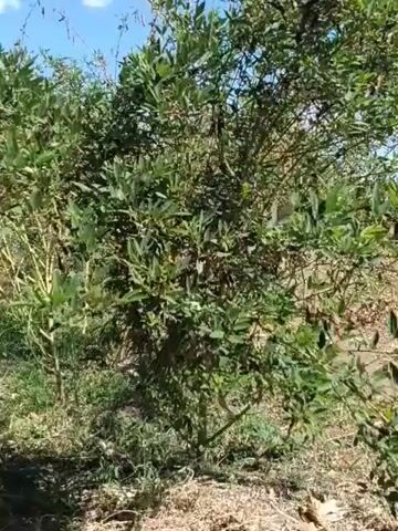 A video shows a medium shot of a leafy bush with thin branches. The bush is green with some brown dried leaves scattered throughout. The bush is outdoors on a sunny day. The sky is visible behind the bush, and it is blue with some white clouds. The ground around the bush is covered in dry grass and dirt. The camera is static and the bush remains in the center of the frame for the duration of the video.