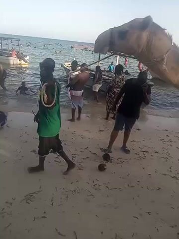 The video shows a camel standing on a sandy beach near the ocean. The camel has a saddle with a floral patterned cover. There are several people around the camel, some near boats on the water's edge. Some people are in the water. The beach is covered with seaweed.