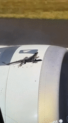 Saint Petersburg resident documents wildlife, aircraft via smartphone