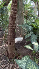 Tropical birds documented at Sukawati wildlife area during morning hours