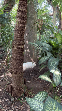 Tropical birds documented at Sukawati wildlife area during morning hours