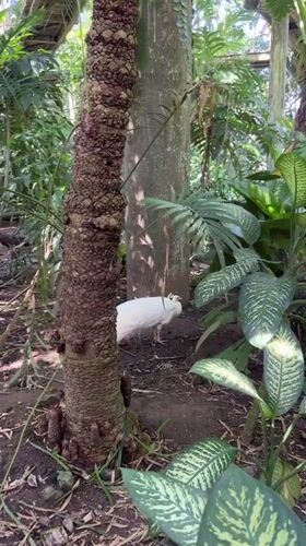 Tropical birds documented at Sukawati wildlife area during morning hours