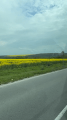 Morning scenes captured in Kumanovo: flowering fields and resting dog