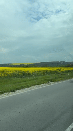 Morning scenes captured in Kumanovo: flowering fields and resting dog