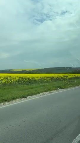 The video shows a view from a moving vehicle, looking out across a road to a field of bright yellow flowers.  The sky is overcast with gray and white clouds. There are trees visible in the distance. The road is gray asphalt.