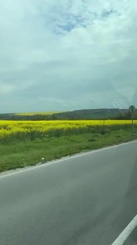 Morning scenes captured in Kumanovo: flowering fields and resting dog